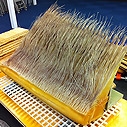 Whale Baleen